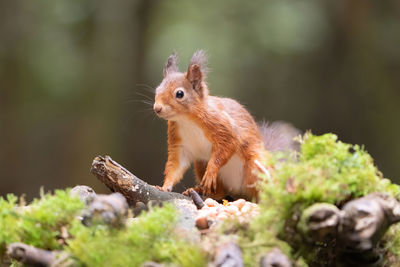 Red squirrel scotland