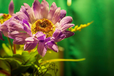 flowering plant