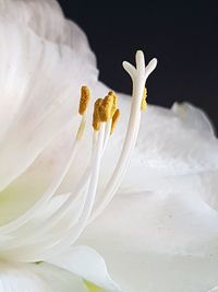 Close-up of white rose on black background