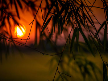 Close-up of silhouette plants against orange sky