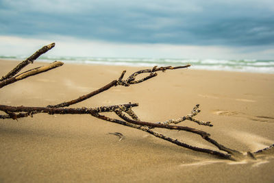Driftwood on beach against sky