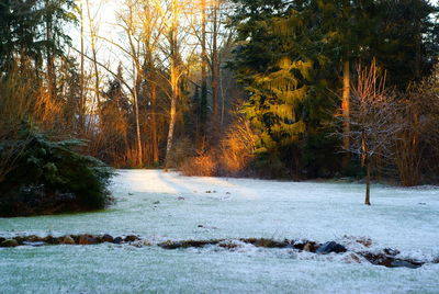 Scenic view of river in forest during winter