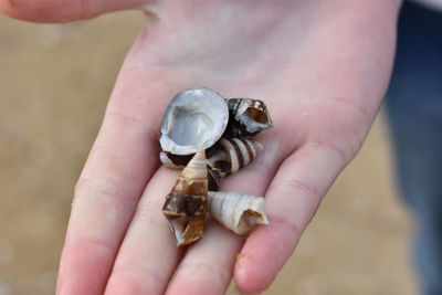 Close-up of hand holding shell