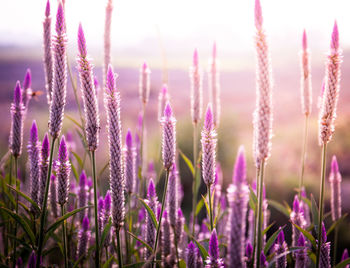 Close-up of thistle blooming on field against sky