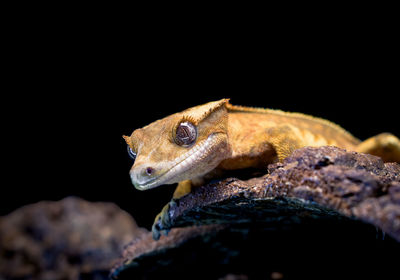 Close-up of lizard on rock