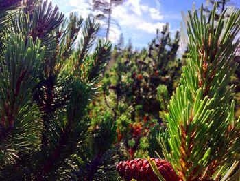 Close-up of fresh flower plants against sky