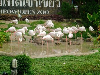 View of birds in lake