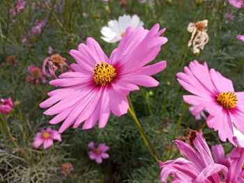 High angle view of pink flowering plants