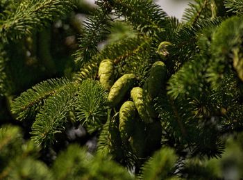 Close-up of pine tree