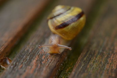 snails and slugs