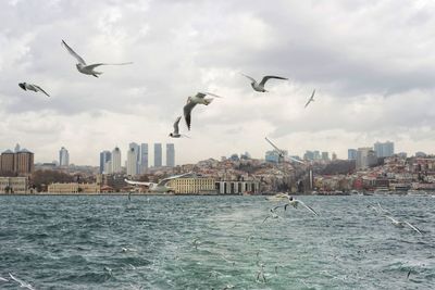 Seagulls flying over sea by city against sky