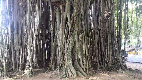 Panoramic shot of trees against sky