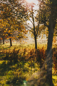 Trees on field during autumn