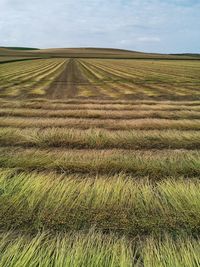 Scenic view of agricultural field against sky