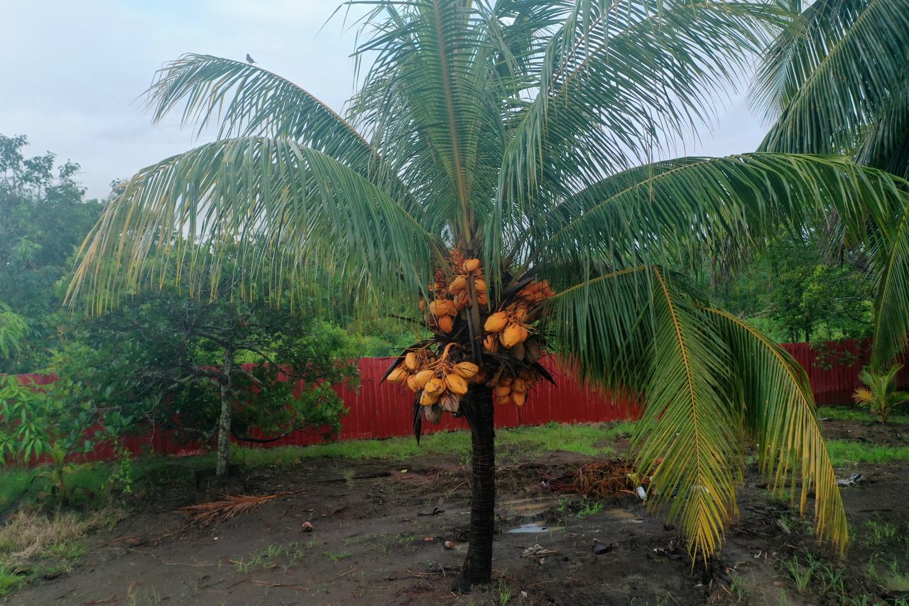 plant, palm tree, tree, tropical climate, nature, tropics, growth, jungle, beauty in nature, sky, leaf, environment, fruit, borassus flabellifer, no people, land, coconut palm tree, food and drink, green, outdoors, food, tropical tree, palm leaf, tranquility, day, plantation, landscape, plant part, scenics - nature, tropical fruit, date palm, healthy eating, cloud, flower, rainforest, garden, coconut, agriculture, produce, field