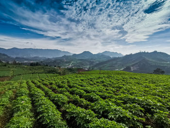 Scenic view of agricultural field against sky