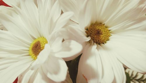 Close-up of white daisy flowers