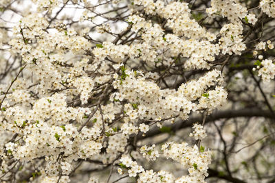 Close-up of white cherry blossoms in spring