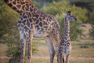 Giraffe standing on a land