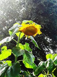 Close-up of yellow flowering plant