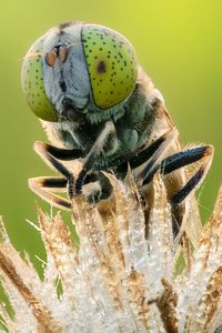 Close-up of insect on flower