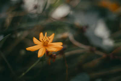 Close-up of yellow flowering plant