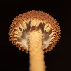 macro photography