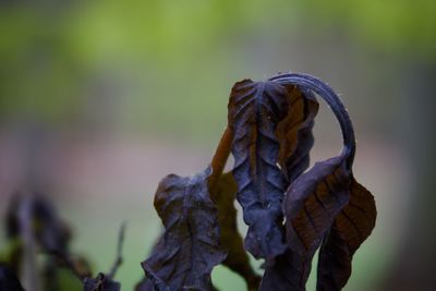 Close-up of plant