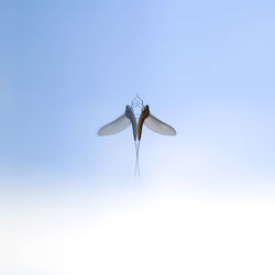 Bird flying over blue sky