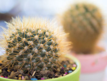 Close-up of cactus plant in pot