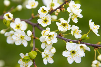 Close-up of apple blossoms in spring