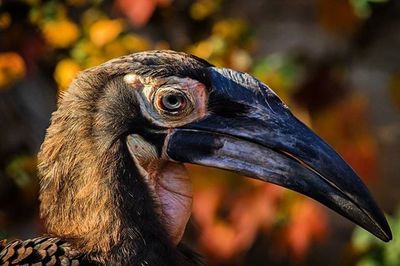 Close-up of a bird