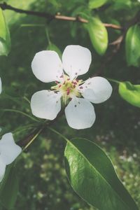 Close-up of white flowers