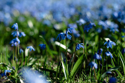 Close-up of blue flowers blooming outdoors