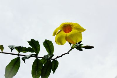 Low angle view of butterfly on plant