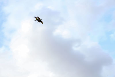 Low angle view of bird flying against clear sky