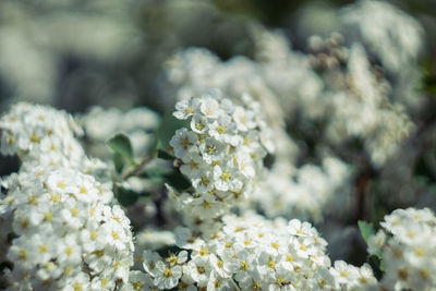 Close-up of white flowering plant