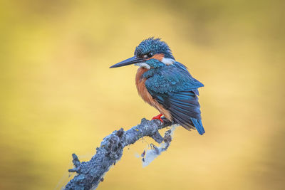 kingfisher