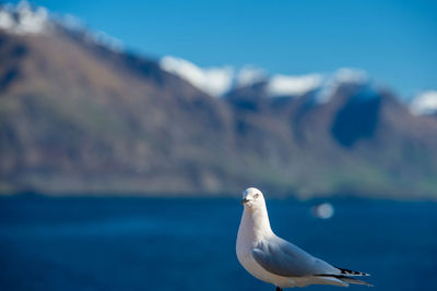 Seagull on a sea