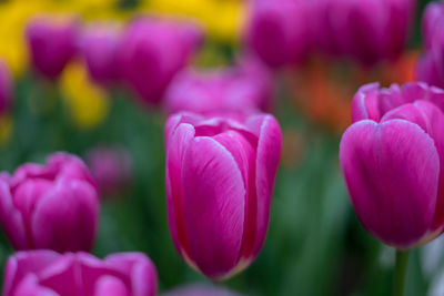 Close-up of pink tulips