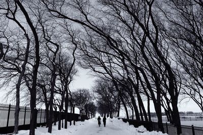 Road passing through trees