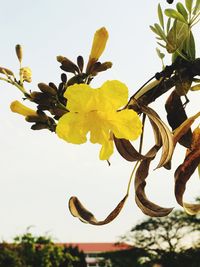 Low angle view of flower tree against sky