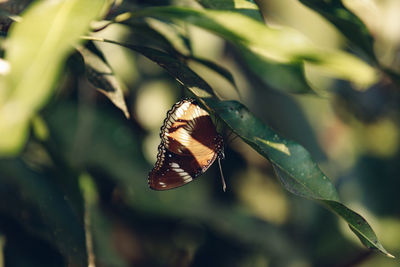 Butterfly on plant