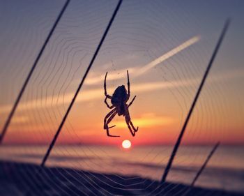 Close-up of spider on web against sky during sunset