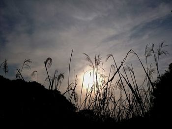 Silhouette grass against sky during sunset