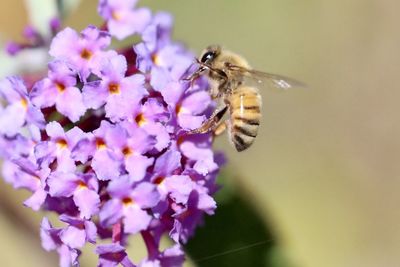 Close-up of bee pollinating on flower