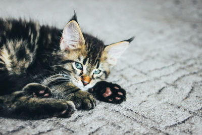 Small gray sleeping striped kitten maine coon several months lying on the floor 