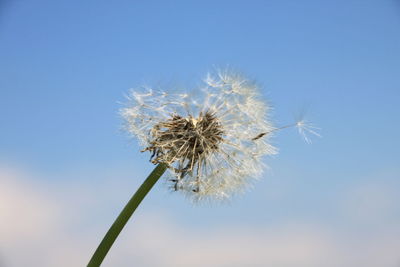 Low angle view of dandelion against clear blue sky