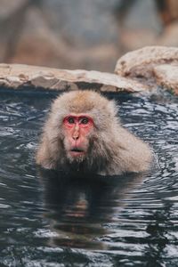 Portrait of monkey in a lake