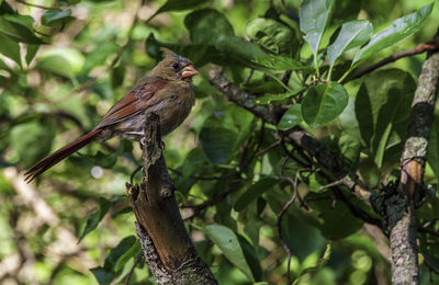 Bird perching on a tree